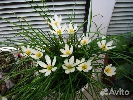 Зефирантес.в простонародии - выскочка