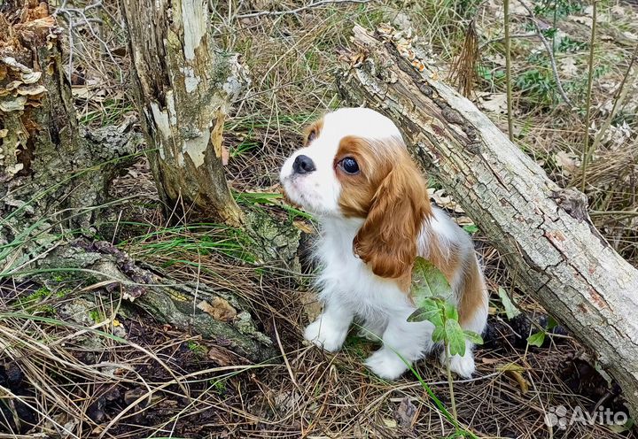 Кавалер Кинг Чарльз спаниель