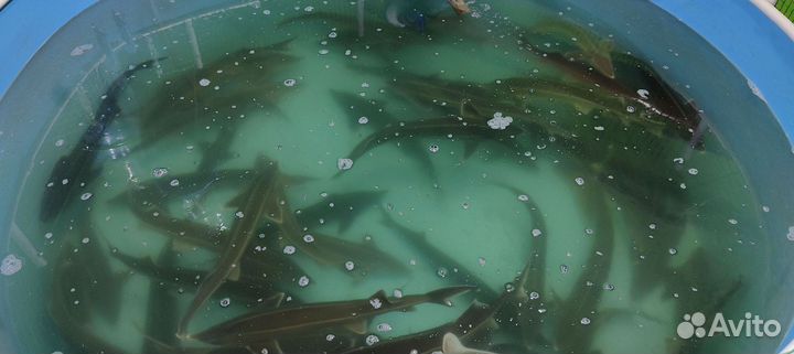 Комплект оборудования для выращивания рыбы