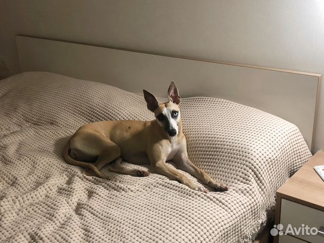 Собака порода Уиппет купить в Барнауле | Животные и зоотовары | Авито