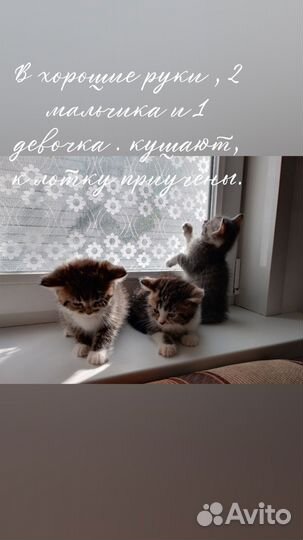 Котята в добрые руки приучены к лотку