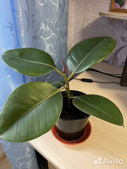 Фикус эластика, мелани