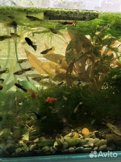 Рыбка петушок