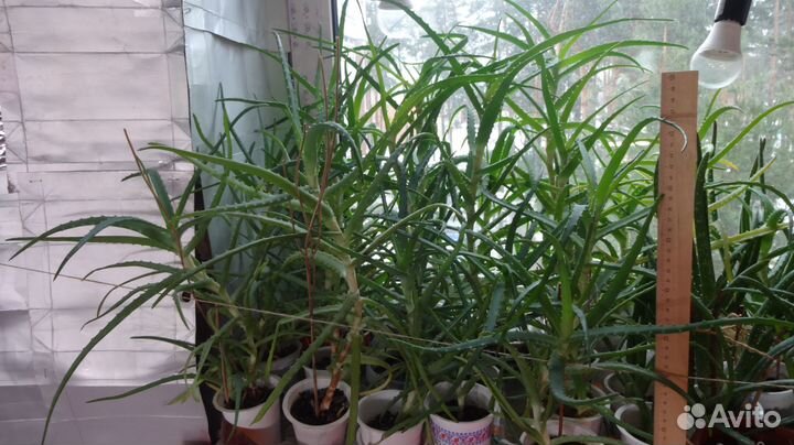 Алоэ Древовидное 4 года лекарственное