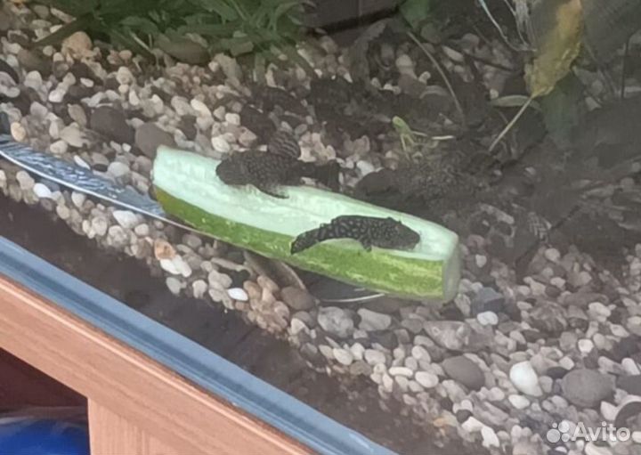 Улитки Хелены,сомики анциструсы