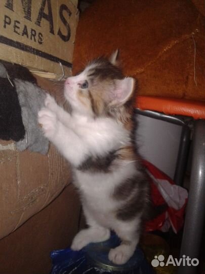 Красивая трёхцветочка 2 мес