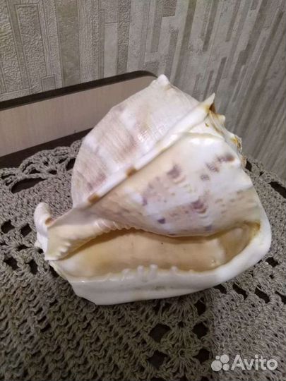 Ракушка большая