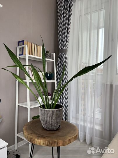 Драцена (сансевиера) Зейланика