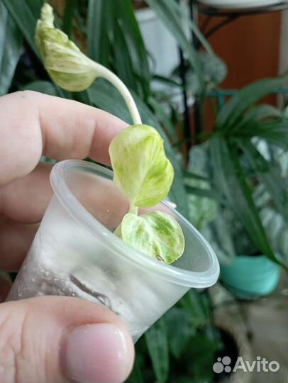 Эпипремнум Сциндапсус II