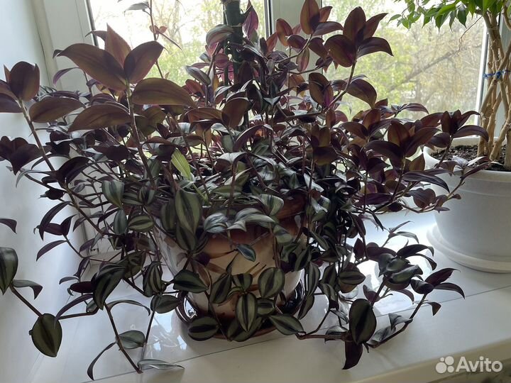 Комнатные цветы