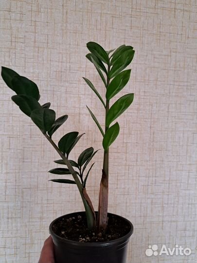 Замиокулькас долларовое дерево