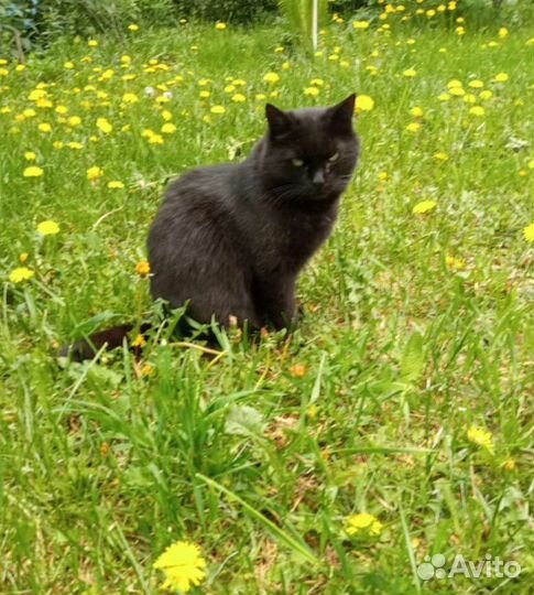 Спасите Симу от отравы