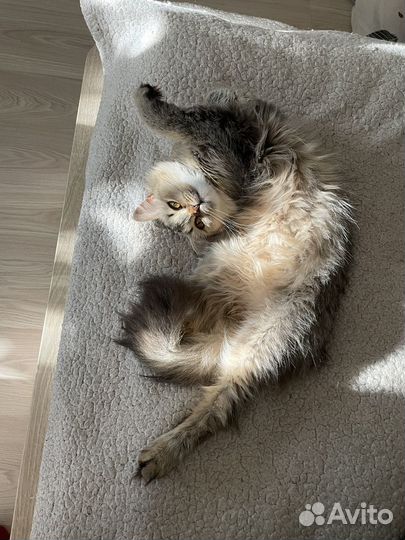 Кошка в добрые руки