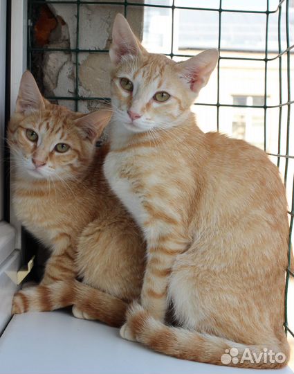 Котята - рыжики в добрые руки