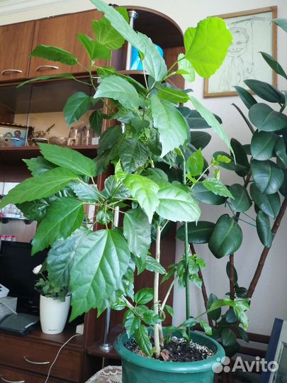 Комнатные растения