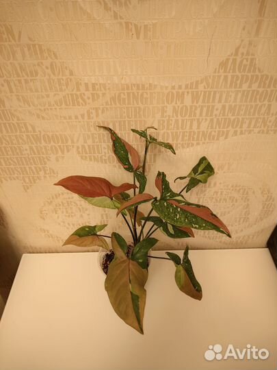 Сингониум 2