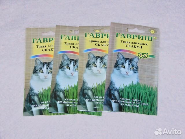 Трава для кошек 