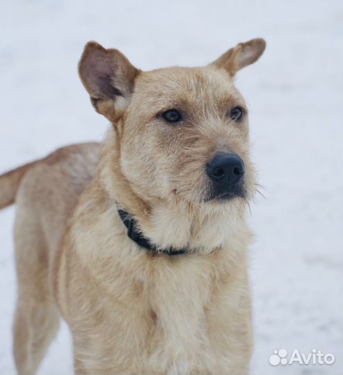 Щенок Чак в добрые руки