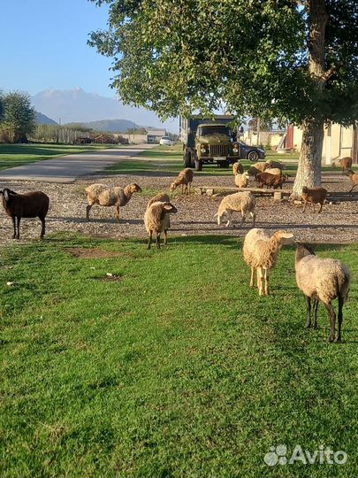 Овцы бараны ягнята