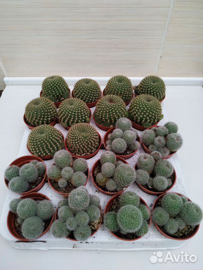 Суккуленты и кактусы