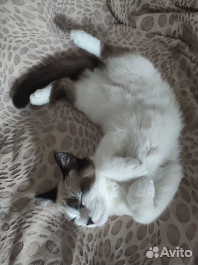 Котик для сьемок