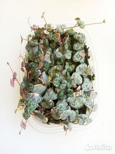 Церопегия Вуда вариегатная