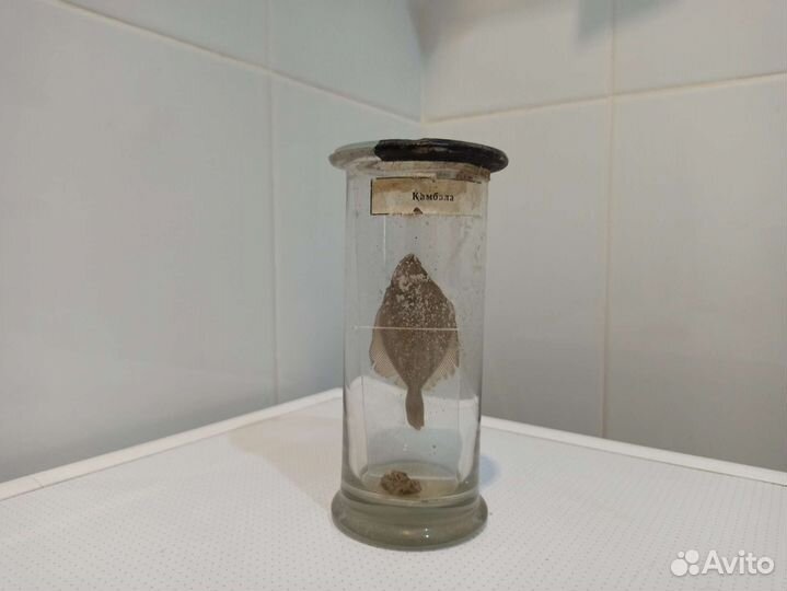 Камбала экспонат