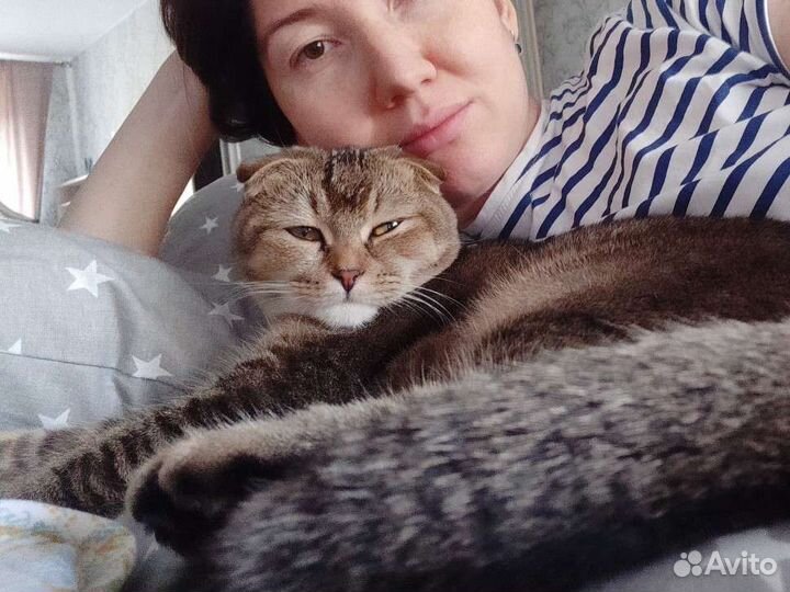 Кошки в добрые руки бесплатно