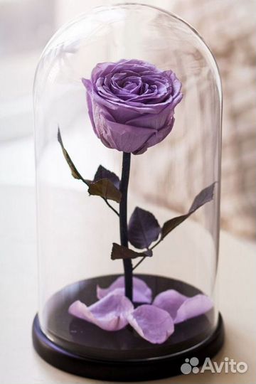 Вечная роза в колбе