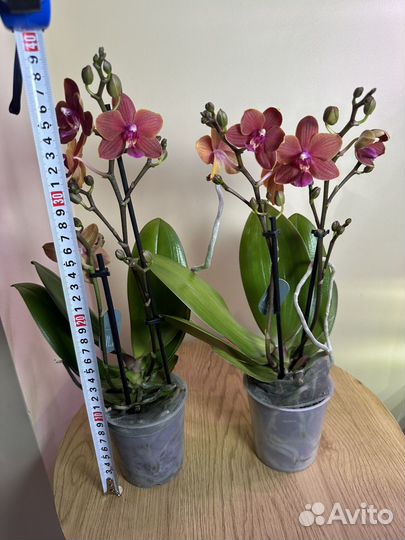 Орхидея мультифлора Триксион,h38