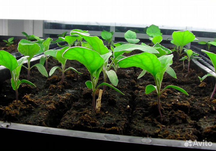 Почвогрунт (в мешках по 50 л)