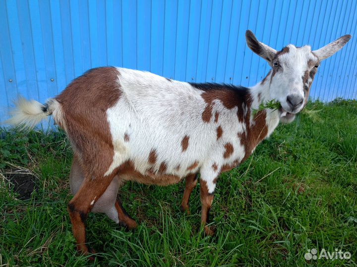 Коза дойная