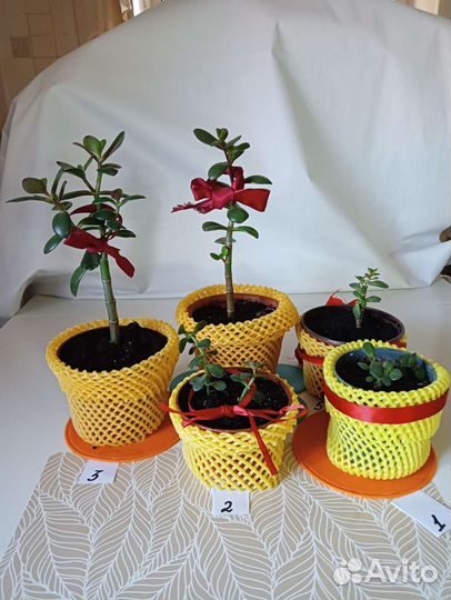 Толстянка (Денежное дерево)