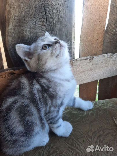 Шотландские вислоухие котята мраморные