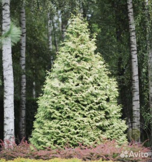 Туя западная Бор