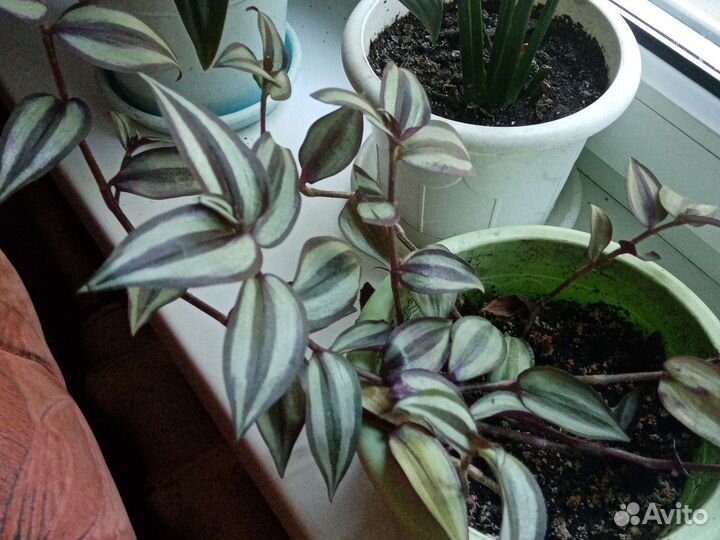 Комнатные растения цветы