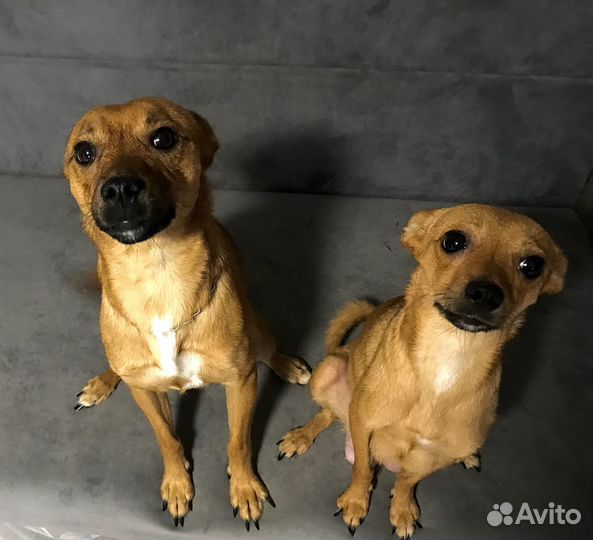 Отдам в добрые руки