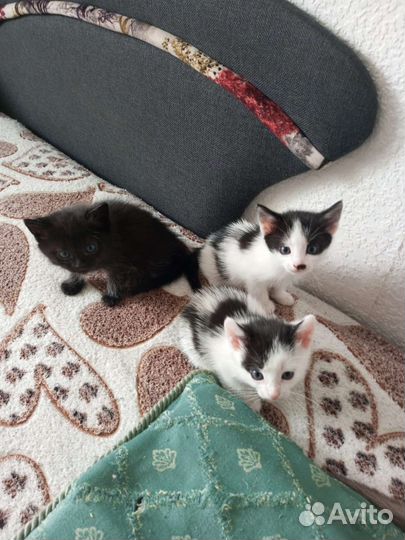 Кошка в дар бесплатно