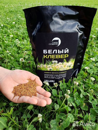 Семена белого клевера