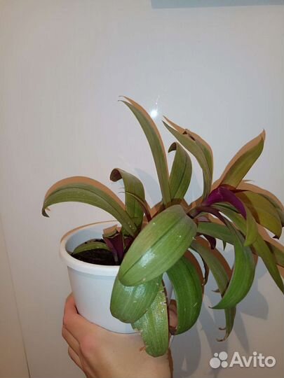 Традесканция рео жёлтая