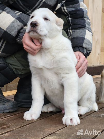 Продажа щенков алабая