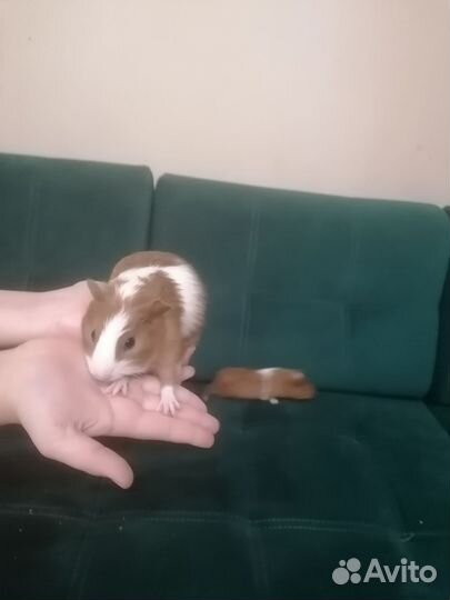 Детёныши морской свинки