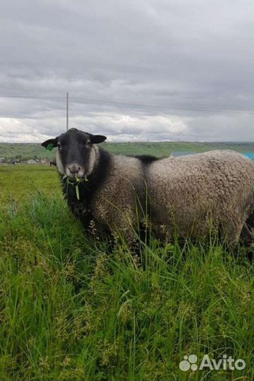 Романовские овцы.Матки,ярки,бараны