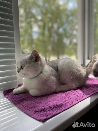 Британская короткошерстная кошка вязка