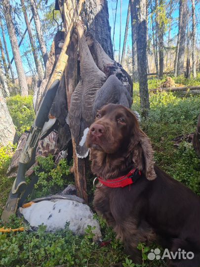 Кокер спаниель