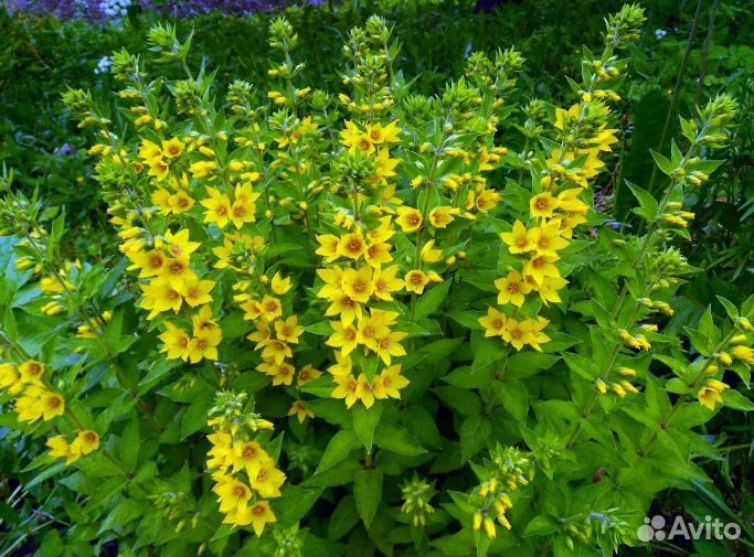 Спирея Белоснежный водопад