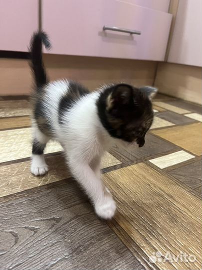 Кошка в дар