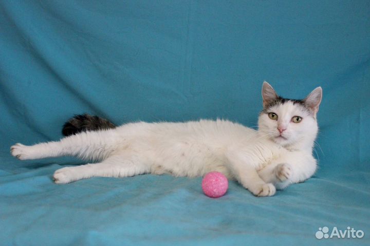 Кошка Мишель