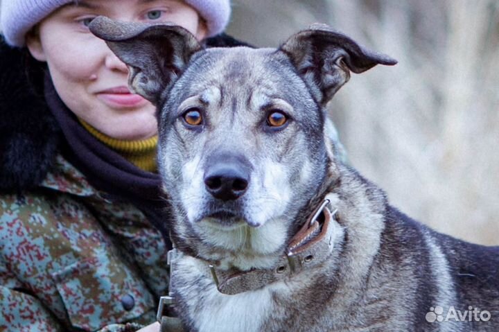 Собака в добрые руки