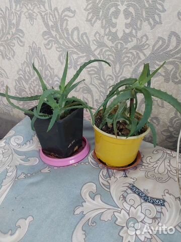 Продам цветы комнатные